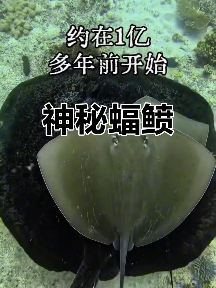 蝠鲼,古老而独特的海洋生物,外形奇特却拥有悠久历史