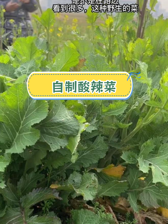 野生腊菜变酸菜的简单做法
