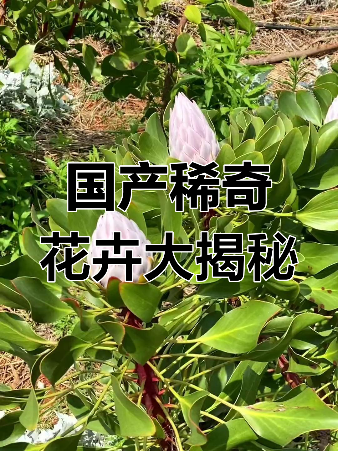 这些稀有花卉,国内也能找到!帝王花、班克木等全揭秘