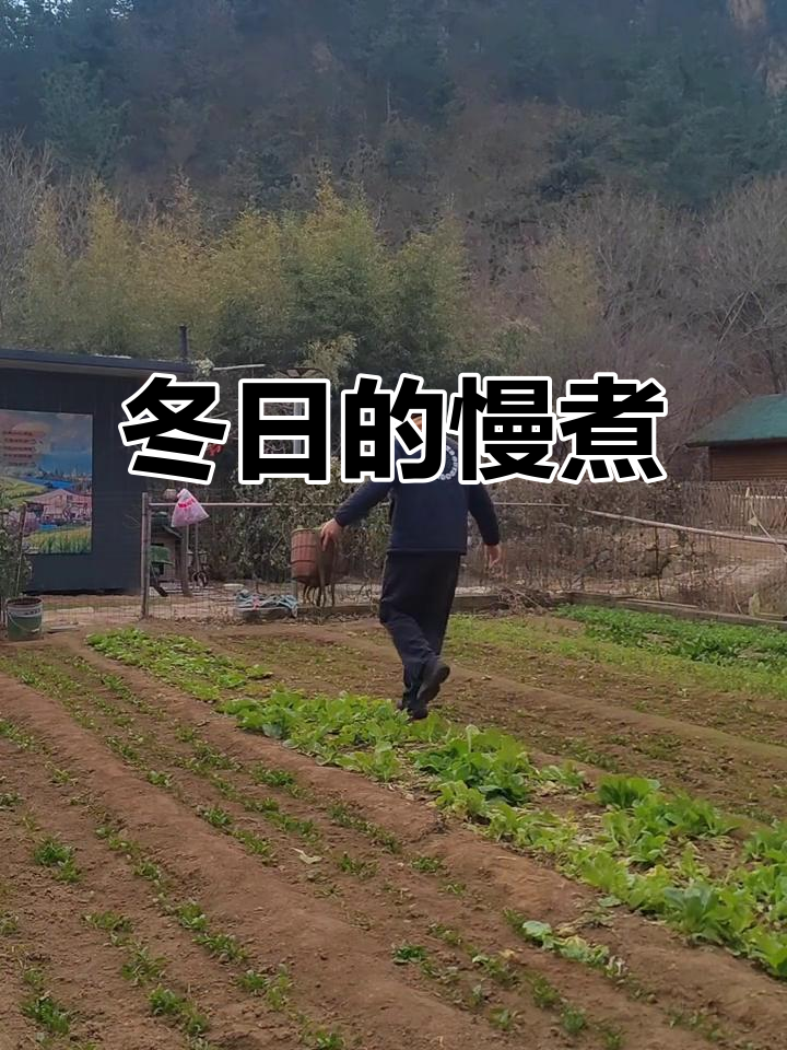 冬日静谧,白菜与芋头慢炖,时光如诗