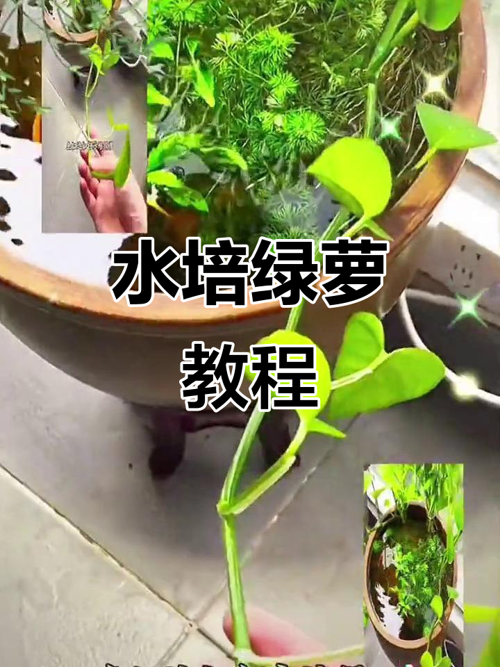 鱼缸水培绿萝技巧,2毫米包胶铁丝轻松搞定