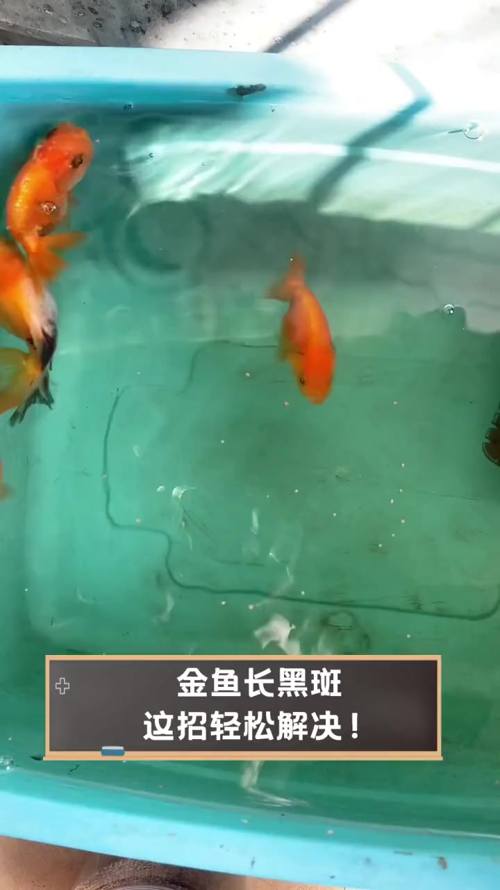 金鱼长黑斑,这招轻松解决!
