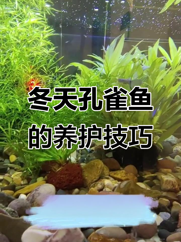 冬季孔雀鱼如何过冬?减少喂食、勤换水,光照控制有讲究