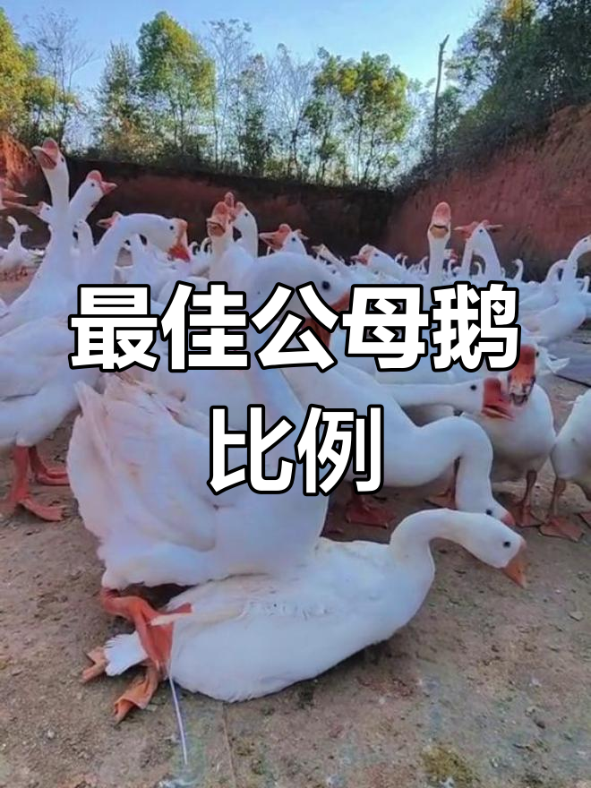 公母鹅配比与交配技巧