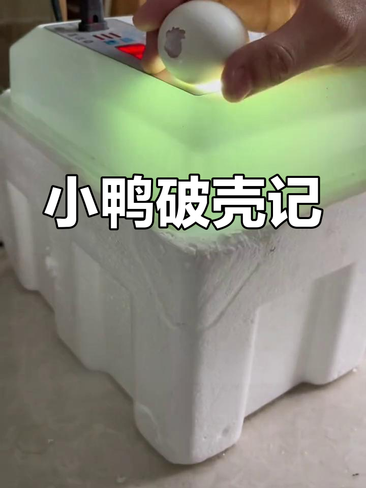 今天小鸭子破壳,叫声响起,终于可以帮它开个小洞了!