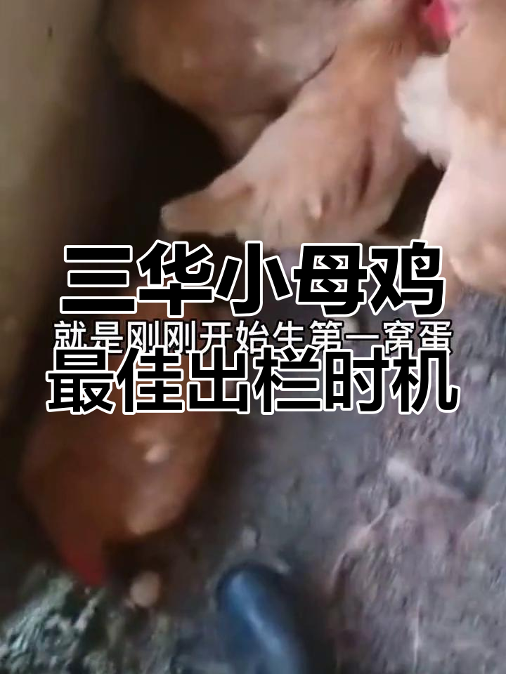 三黄鸡最重的时候,体内蛋卵丰富