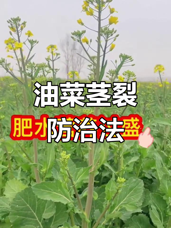 油菜茎干开裂原因及应对措施