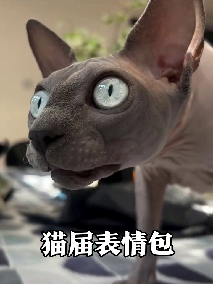 无毛猫伸爪瞪眼表情夸张，仰头像找小鱼干