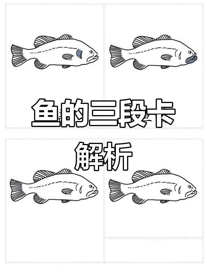 鱼各部位三段卡，轻松了解鱼的内部结构