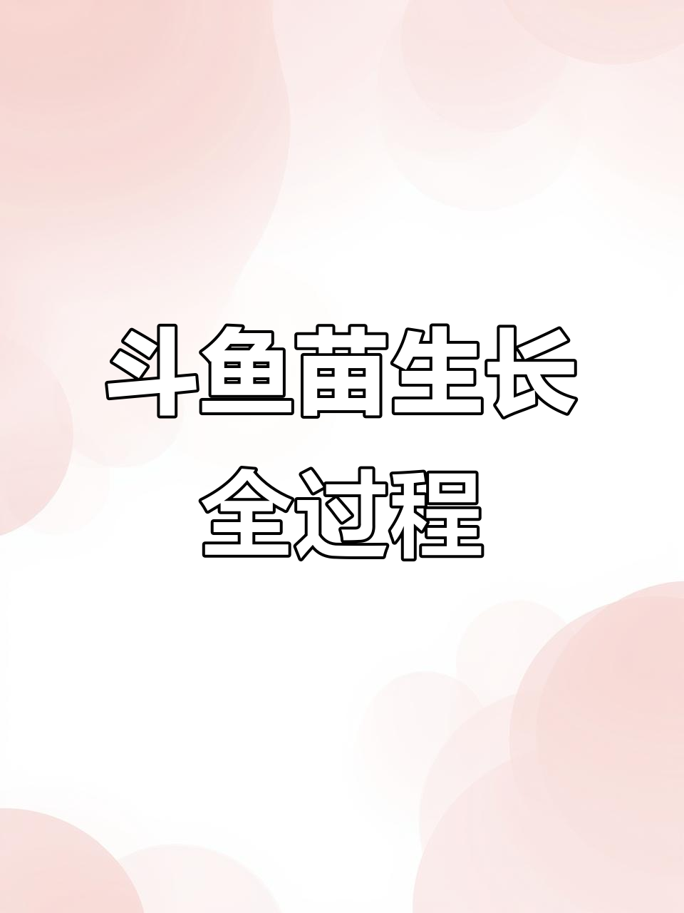 斗鱼苗从1天到120天的成长变化，看看半月斗鱼的蜕变