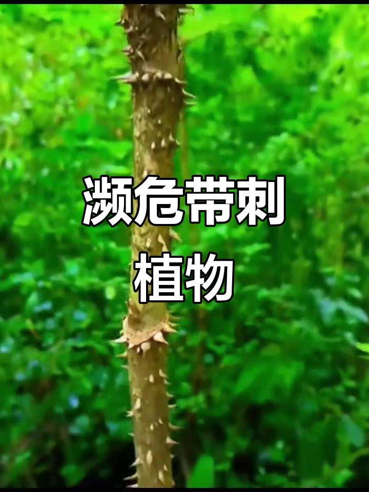 刺龙牙：曾是常见野菜，如今濒危难寻