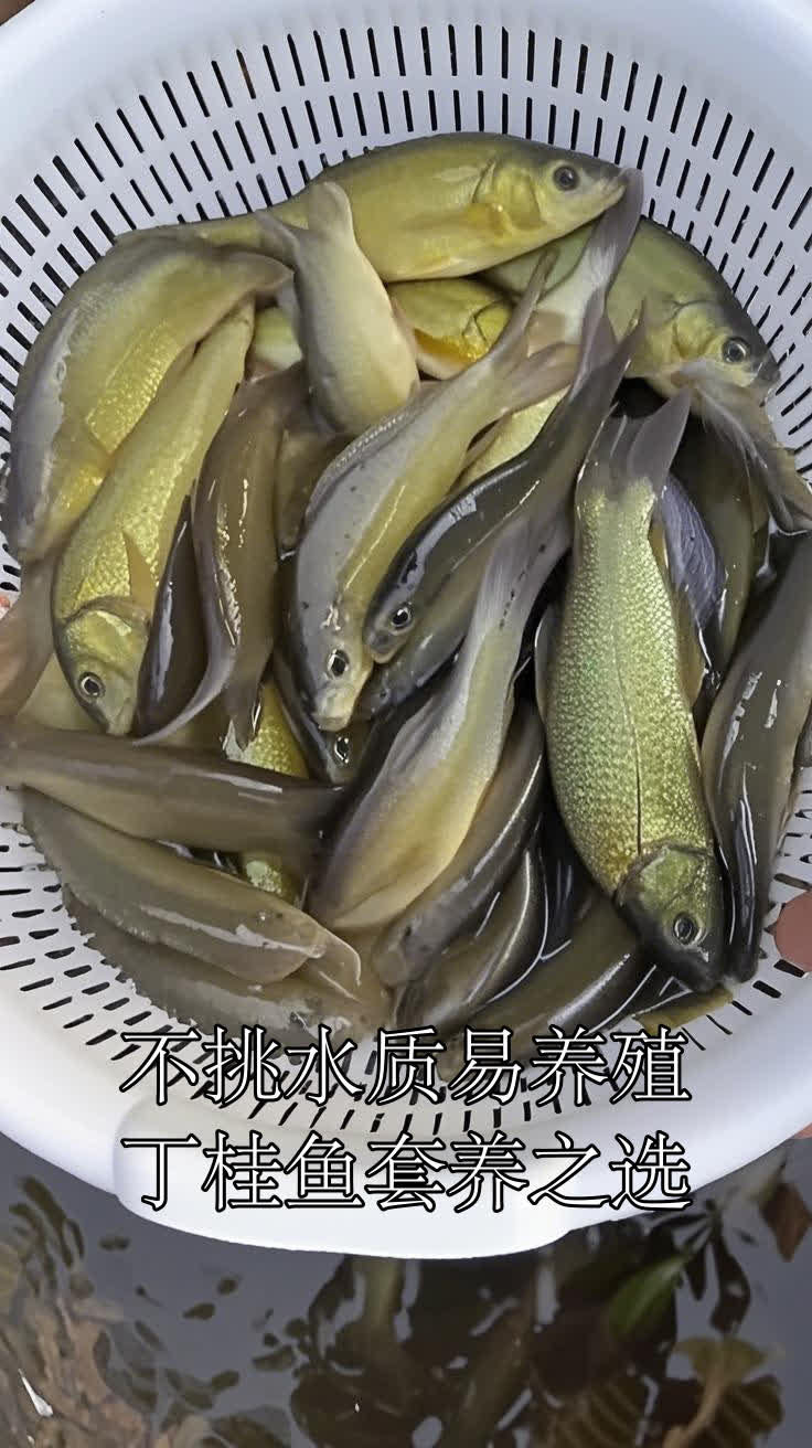 不挑水质易养殖,丁桂鱼套养之选
