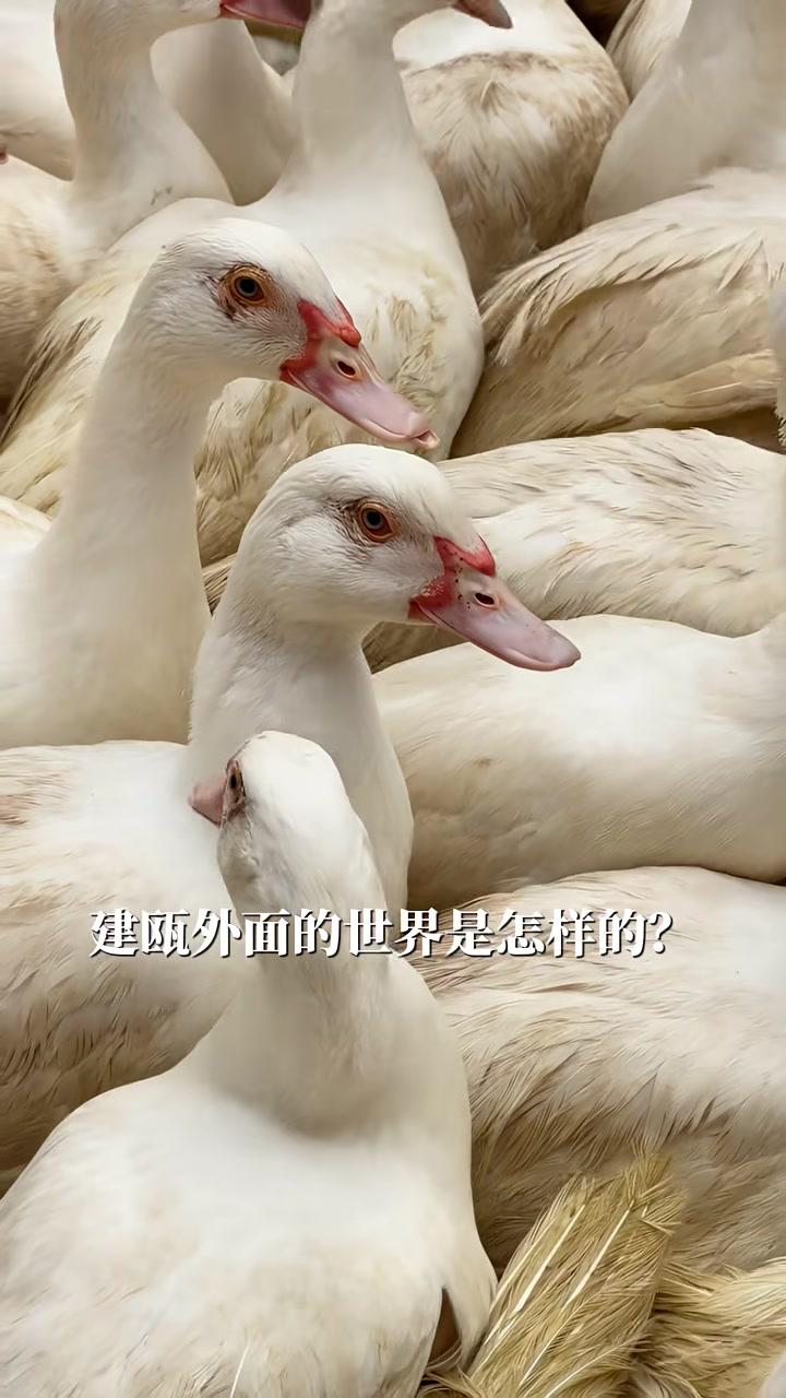 没有一只鸭子能游出建瓯,因为……#十五五#南平#建瓯板鸭#千年建州记者丨方诗琦通讯员魏剑生