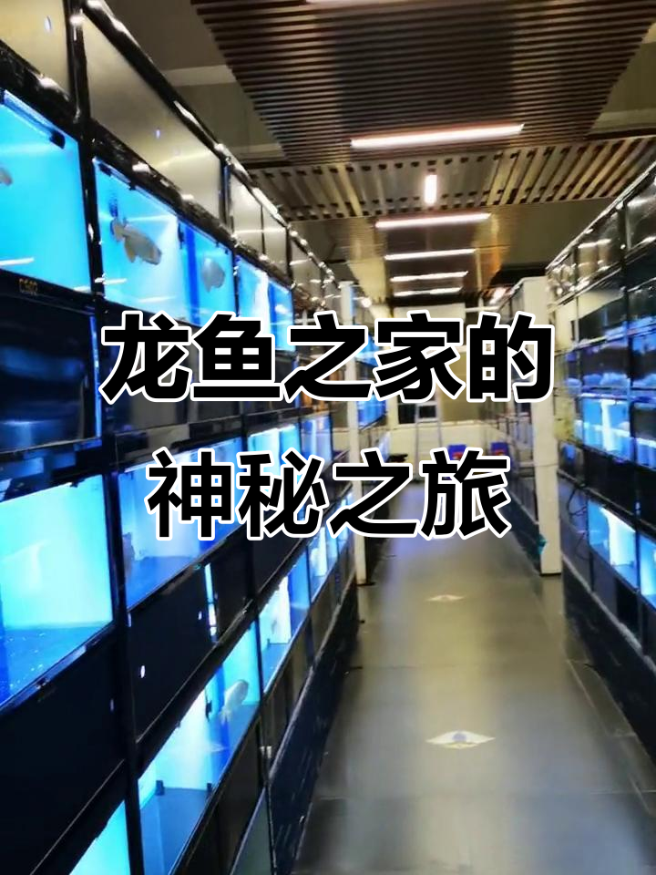 探秘龙鱼之家,揭秘渔场背后的秘密
