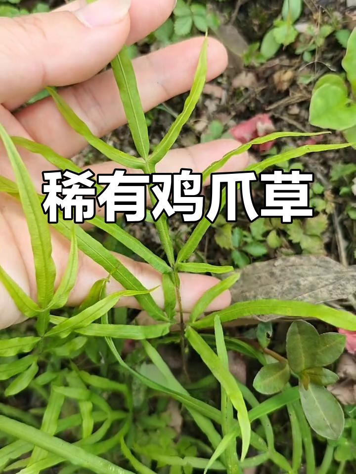 罕见鸡爪草,长在石缝里别当杂草