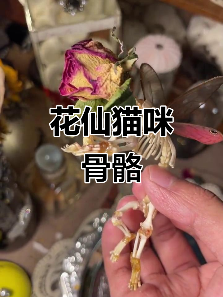 猫骨骼标本,揭秘花仙的骨架之美