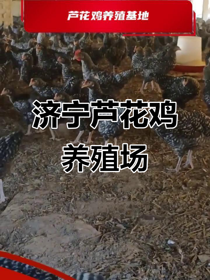 济宁市芦花鸡养殖基地,纯种芦花鸡的故乡