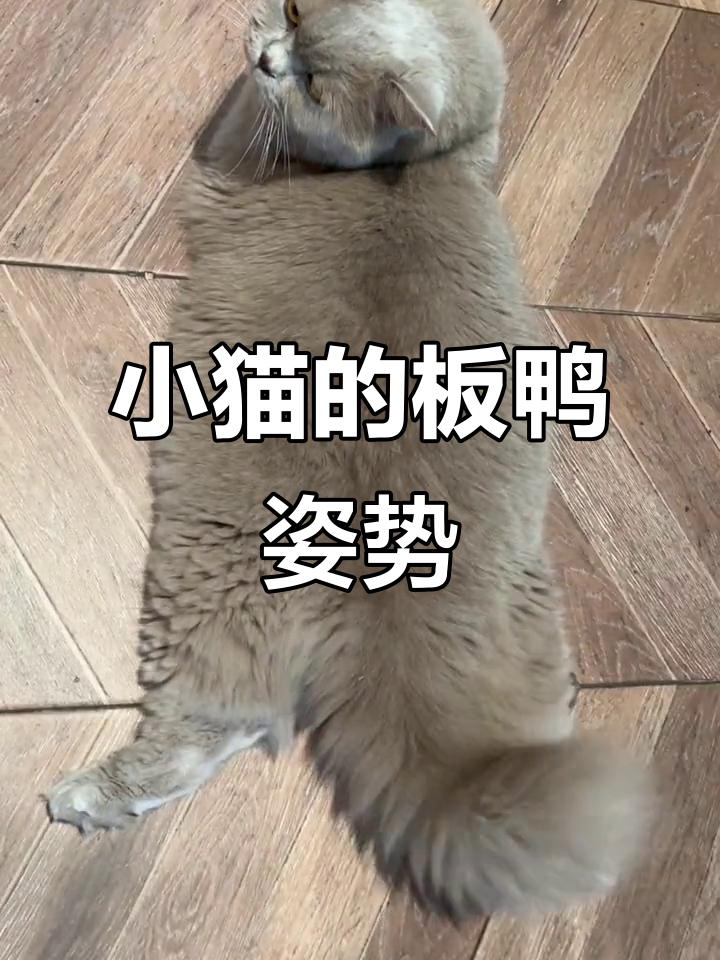猫咪板鸭趴，懒散又可爱