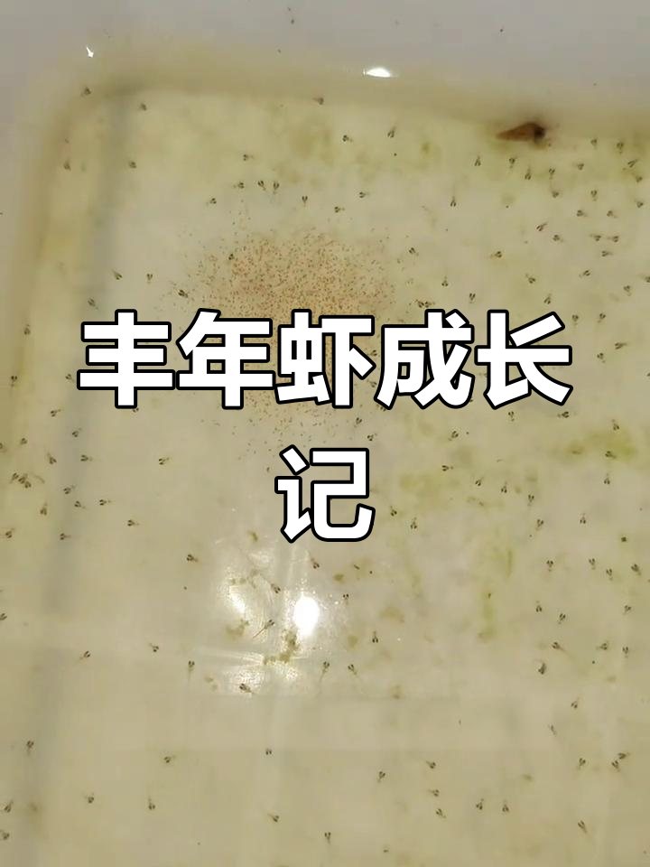 孵化的丰年虾终于长成,可以喂给国斗苗了!