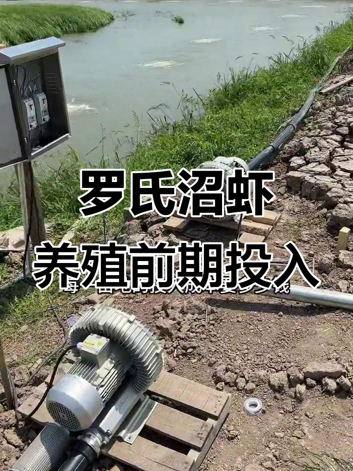 罗氏沼虾养殖成本分析:从稻田改造到放苗前的投入