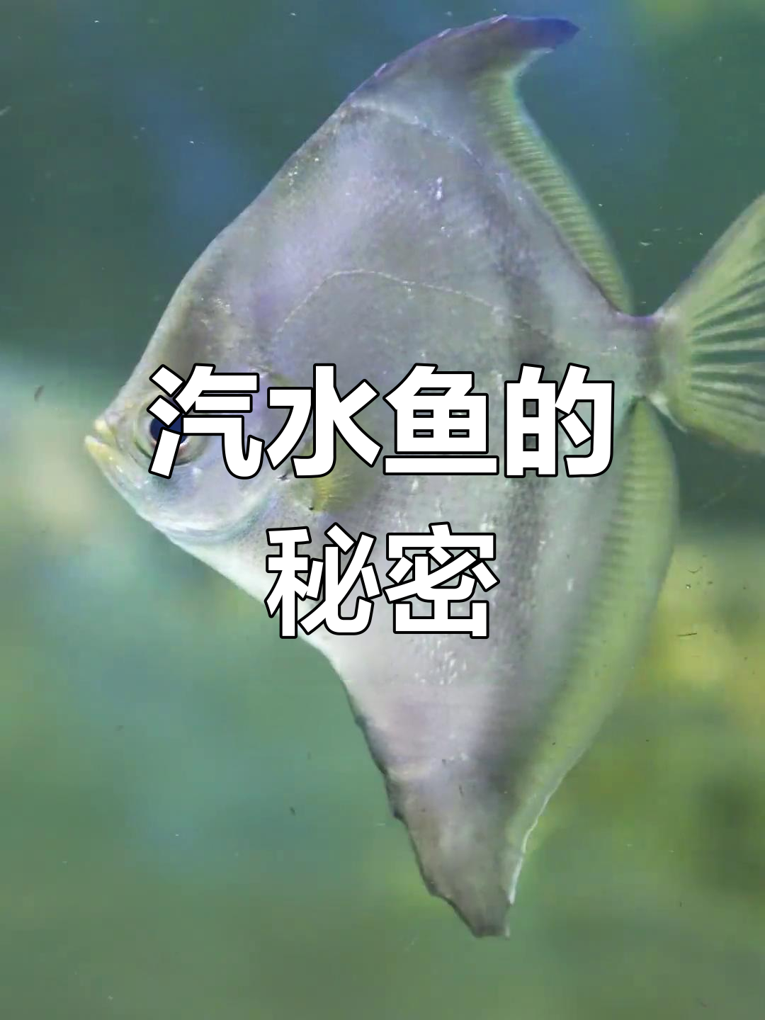 汽水鱼是什么?快来揭秘!