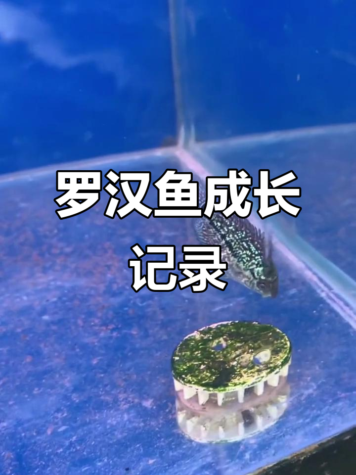 泰金罗汉鱼第五天,纹路加深头型更完美