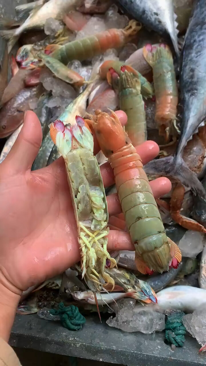 七彩皮皮虾了解一下