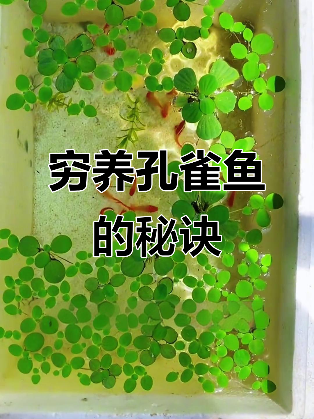 只需泡沫箱和浮萍，轻松打造孔雀鱼简易生态缸