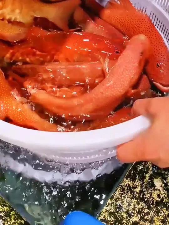 爱吃石斑鱼的千万不要错过,清蒸石斑鱼,鲜的嘞!深海鱼深海石斑鱼鲜美好吃c