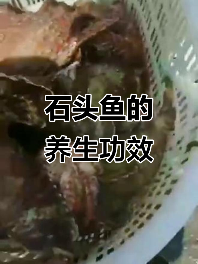 石头鱼富含矿物质,肉质鲜美无刺,美容养肺效果显著