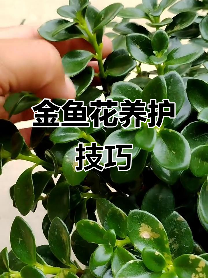 金鱼吊兰养护全攻略:光照、温度、水光管理一步到位