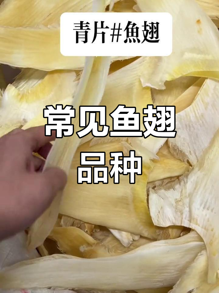 鱼翅种类与品质解析