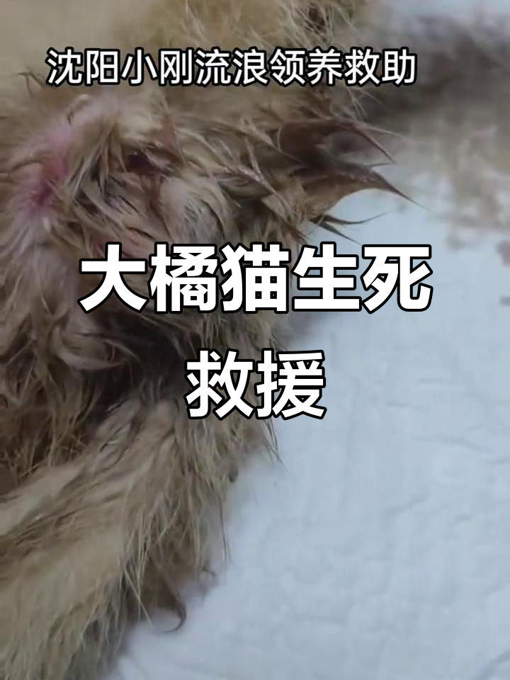 沈阳大橘猫受伤,后肢瘫痪、肠内生蛆,急需救治!