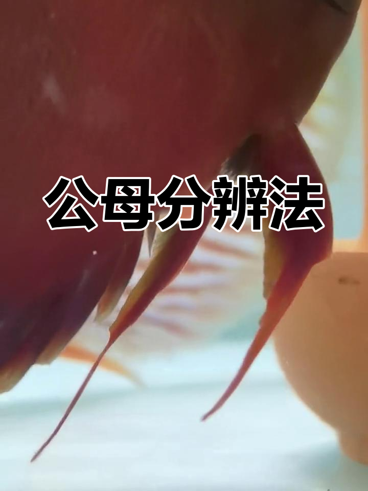 辨别七彩神仙鱼公母的小技巧