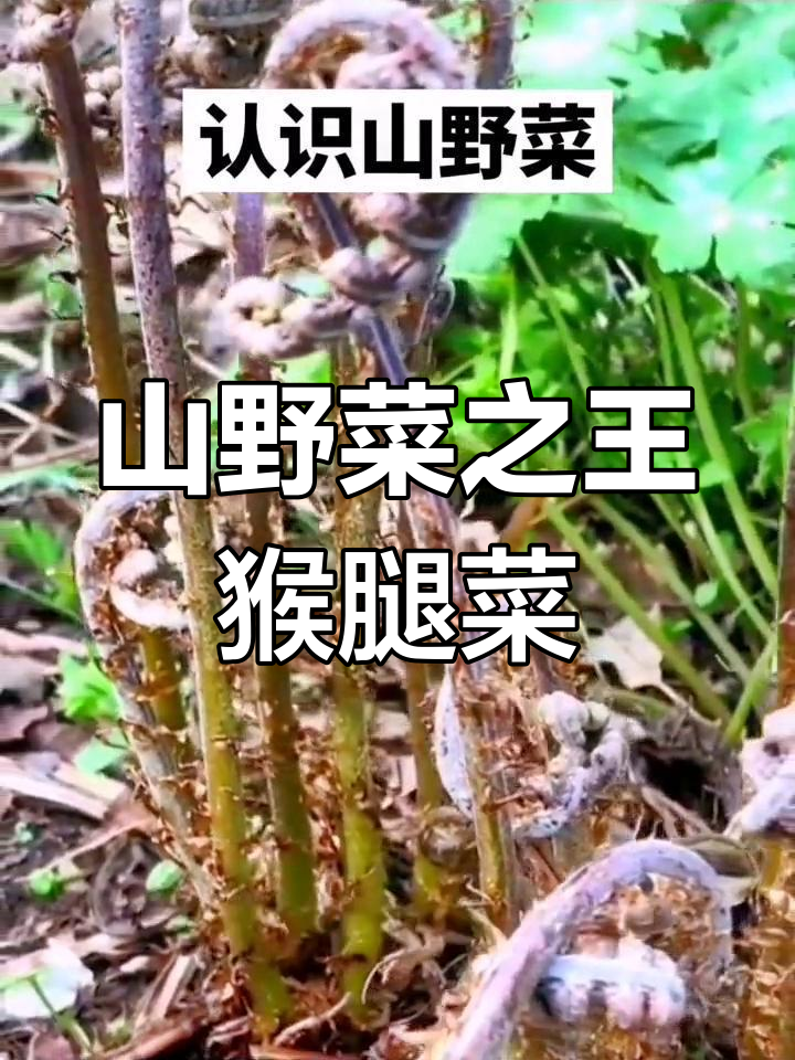 东北山珍猴腿菜,营养丰富口感清香