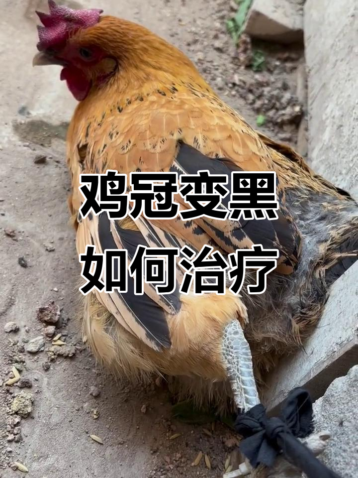 鸡冠发黑怎么办?中药调理效果不佳,急寻解决办法