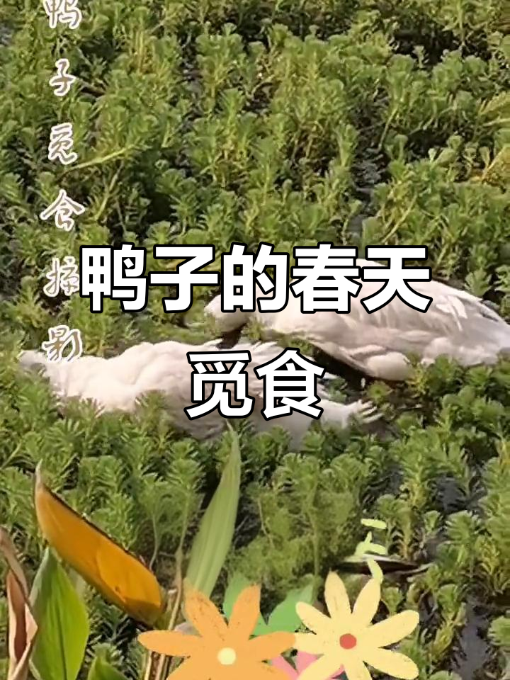 鸭子春日觅食,感受大自然的生机与美景