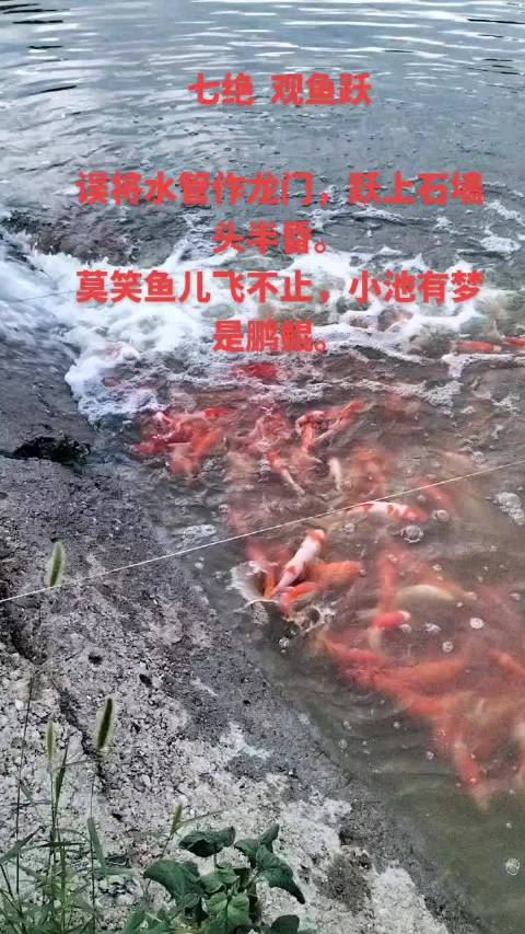 七绝 观鱼跃  误将水管作龙门,跃上石墙头半昏。莫笑鱼儿飞不止,小池有梦是鹏鲲