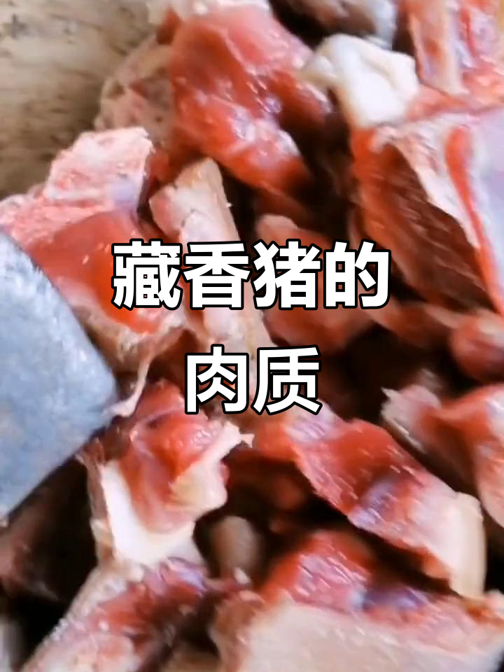 藏香猪肉质优良,农村硬菜看这里
