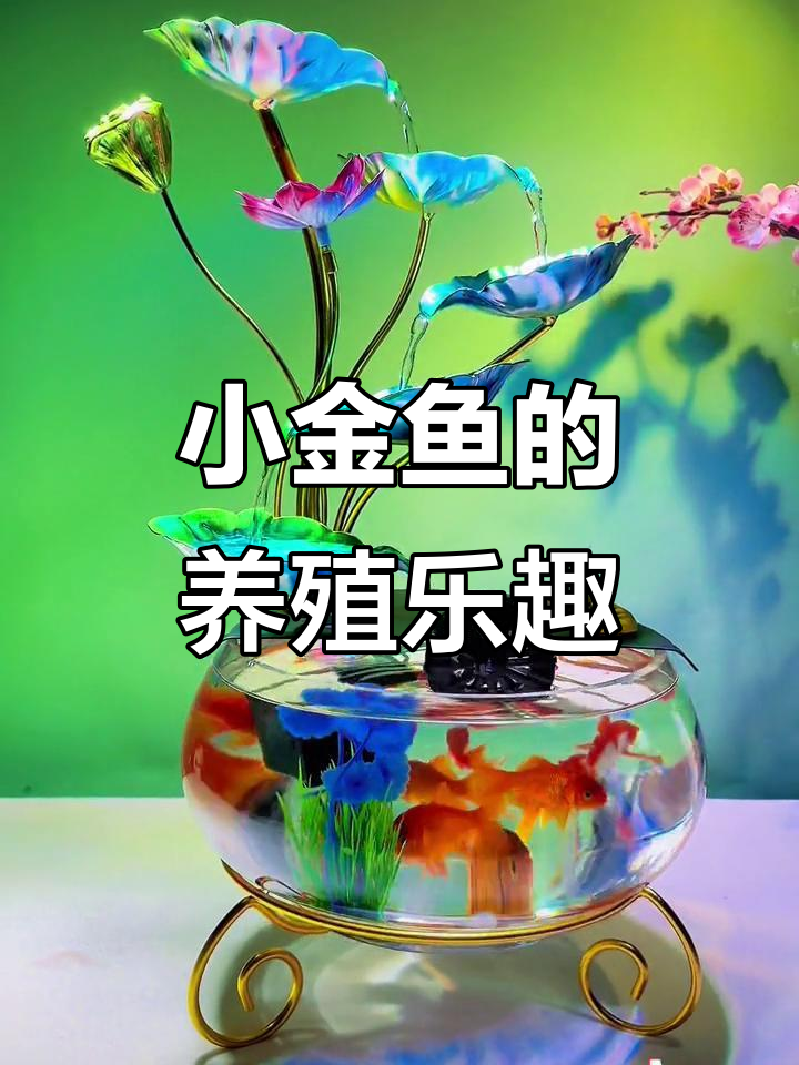 你养的是什么鱼?小金鱼好养又好看