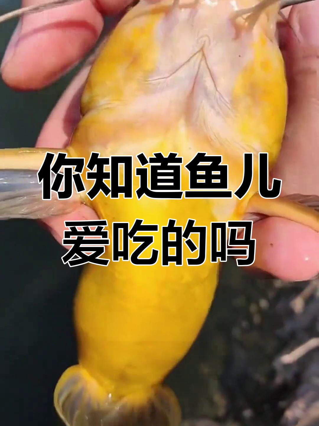鱼儿的秘密最爱食物大揭秘,看看它们都吃什么