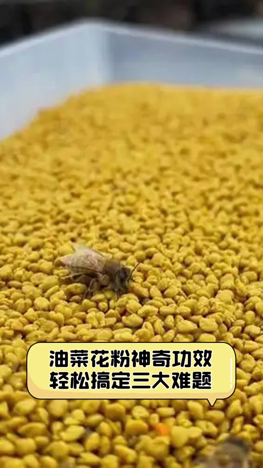 油菜花粉神奇功效,轻松搞定三大难题