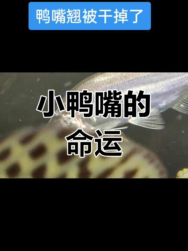 小鸭嘴命悬一线,一夜消失,鱼缸再无它的身影