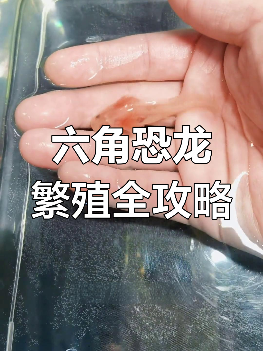 六角恐龙鱼产卵与孵化全过程,温度控制技巧揭秘