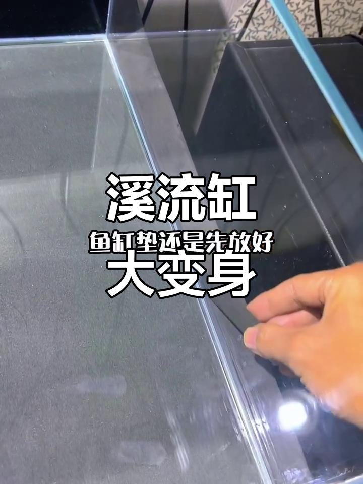 温泉边发现蓝宝石树,鱼缸太小,赶紧动手改造!