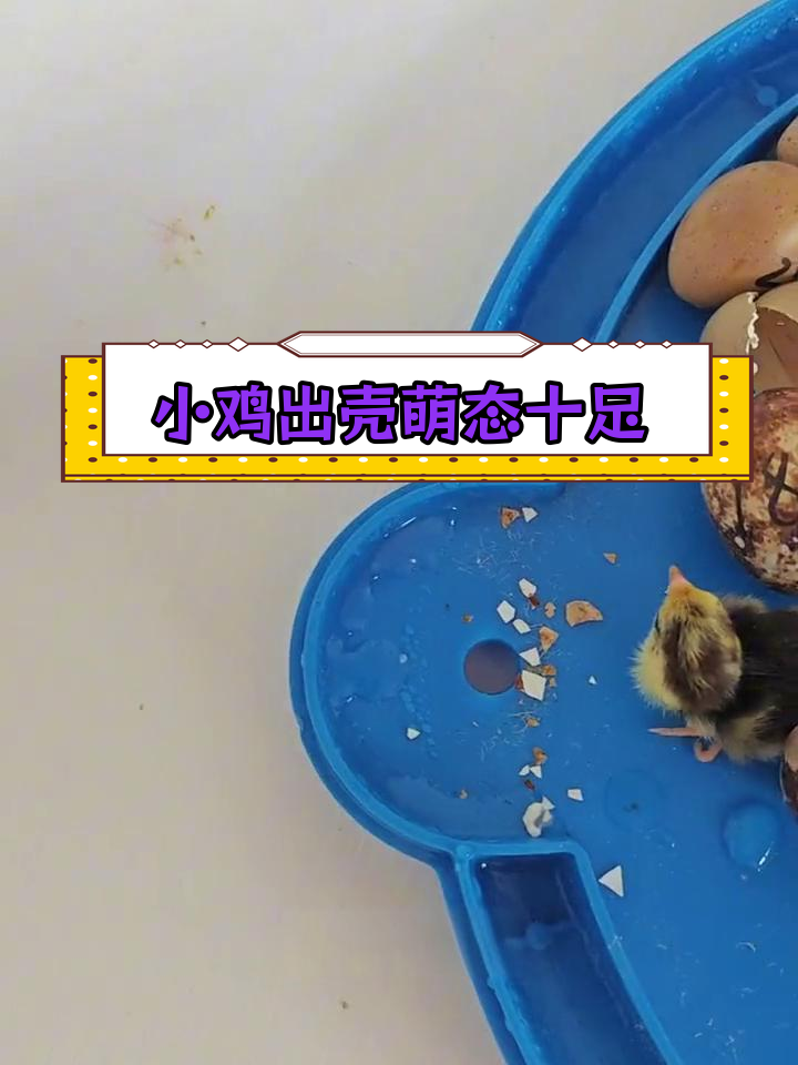 刚出壳的小鸡仔,毛色差异明显