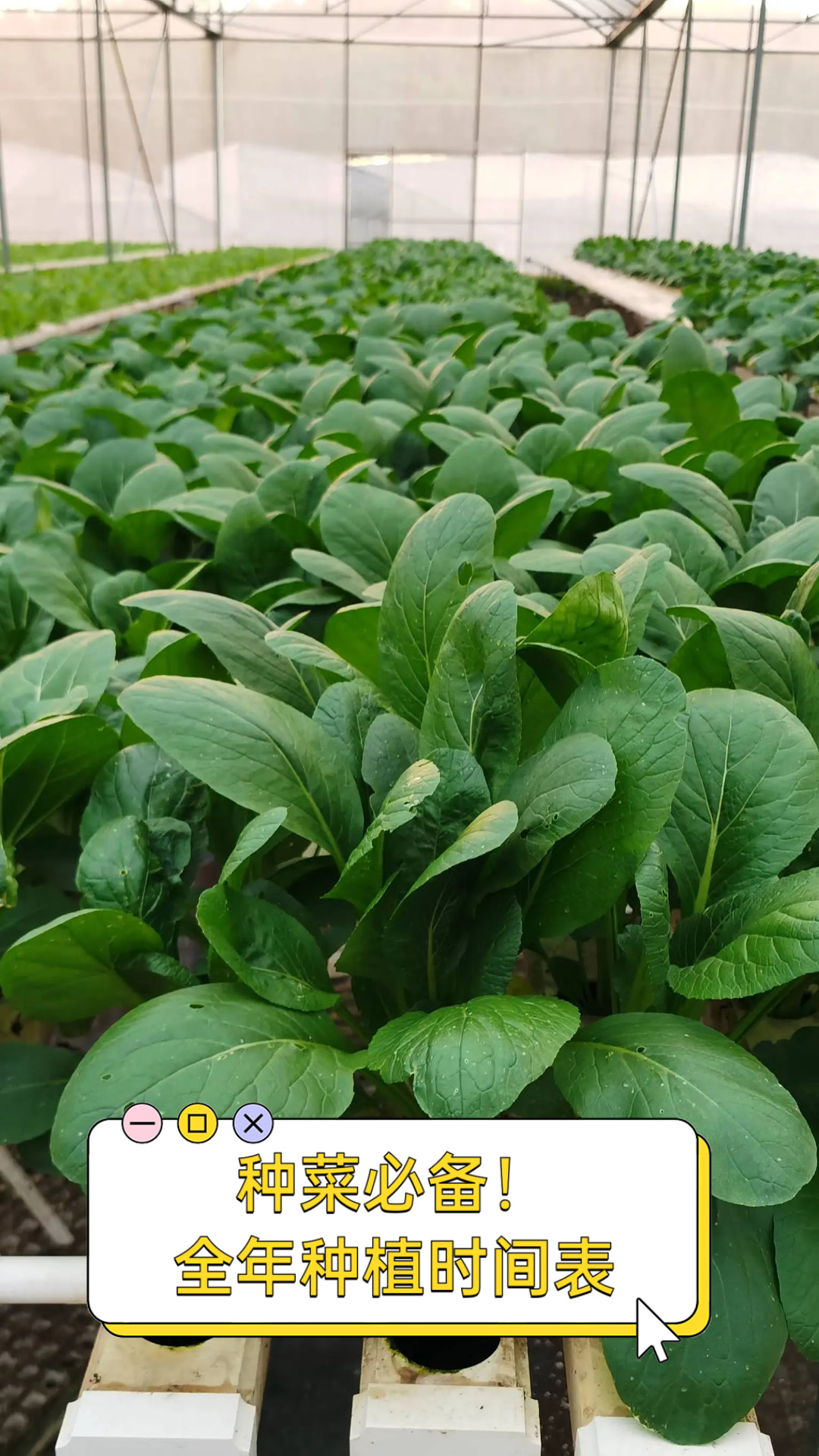 种菜必备!全年种植时间表