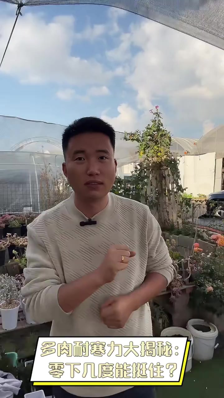 多肉耐寒力大揭秘:零下几度能挺住?
