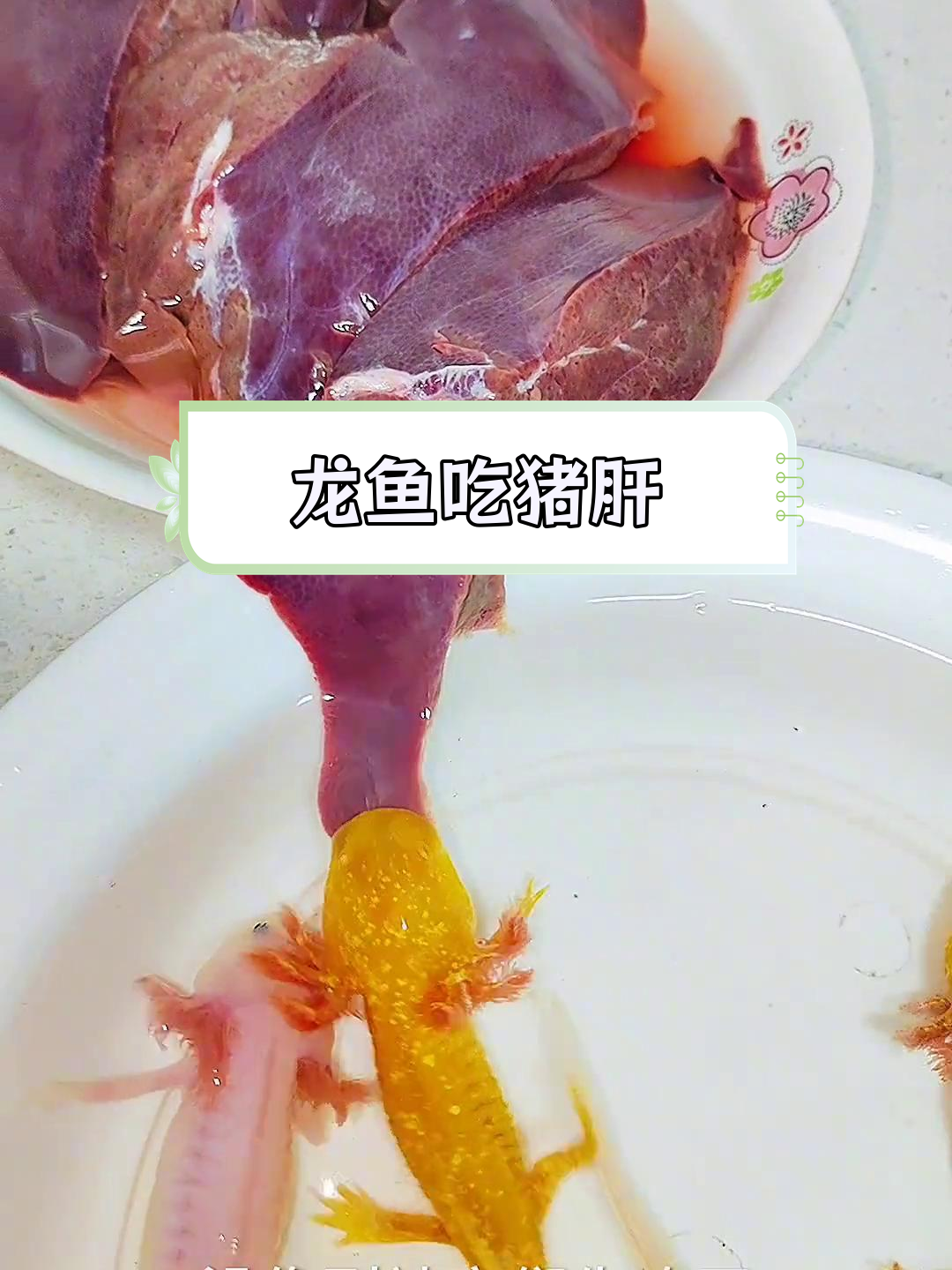 小龙鱼能吃猪肝吗?