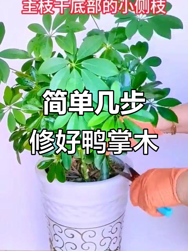 鸭掌木修剪技巧,轻松打造更紧凑株形